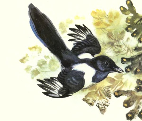 Сорока рисунок