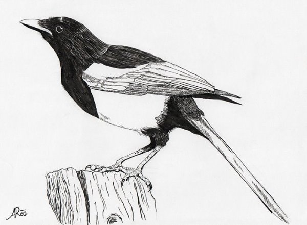 Сорока карандашом