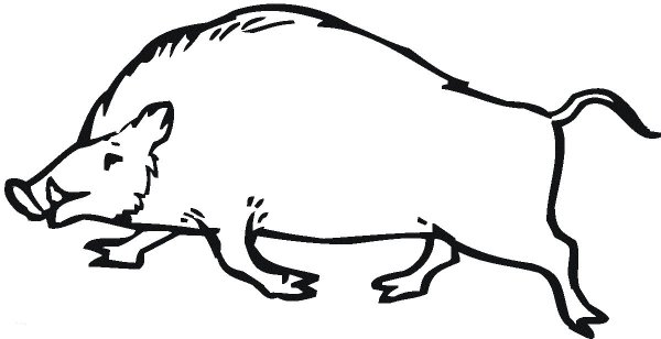 Дикий кабан раскраска