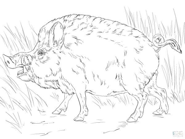 Кабан черно белый