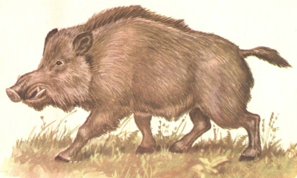 Поэтапное рисование кабана