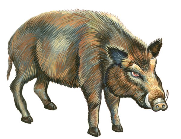 Кабан контур