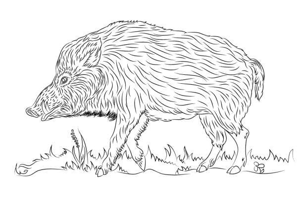 Кабан раскраска для детей
