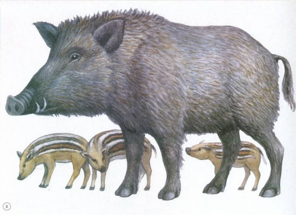 Чарушин кабан иллюстрации