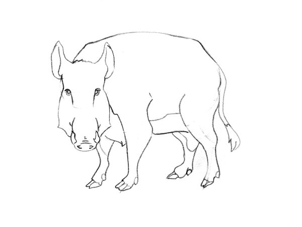 Кабан раскраска