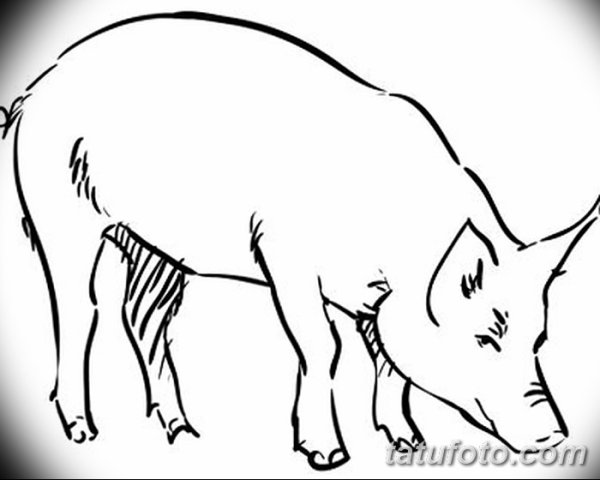 Дикий кабан