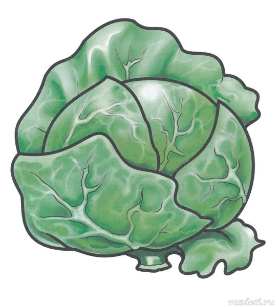 Капуста для рисования