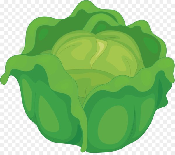 Капуста раскраска для детей