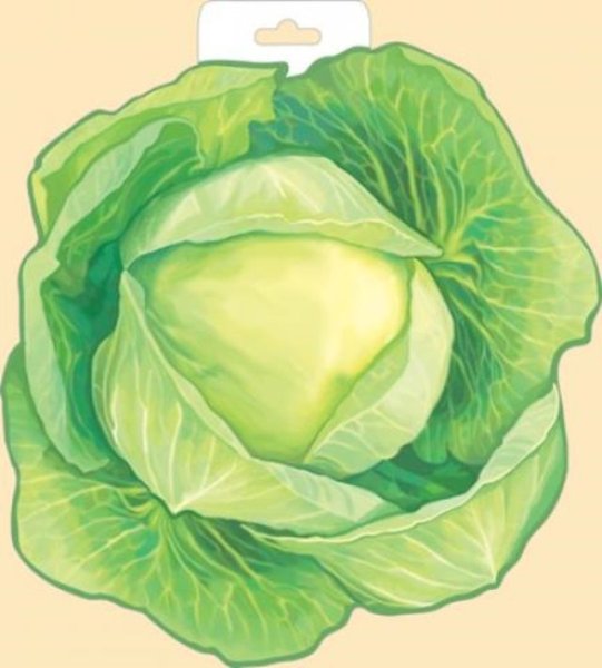 Раскраска капуста белокочанная