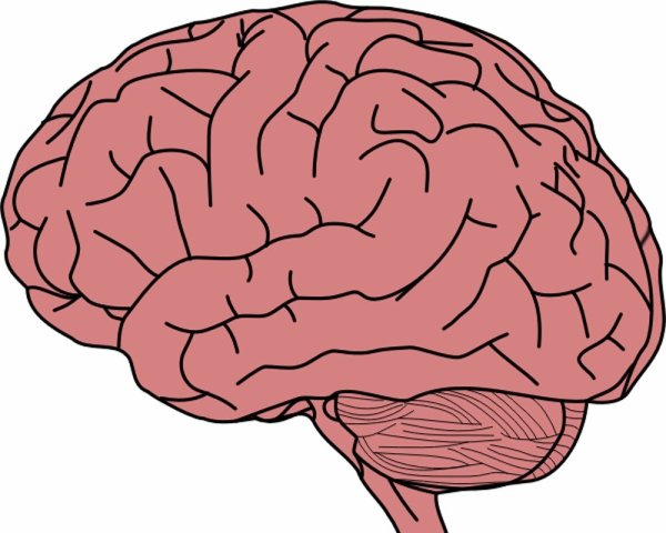 Мозг нарисованный