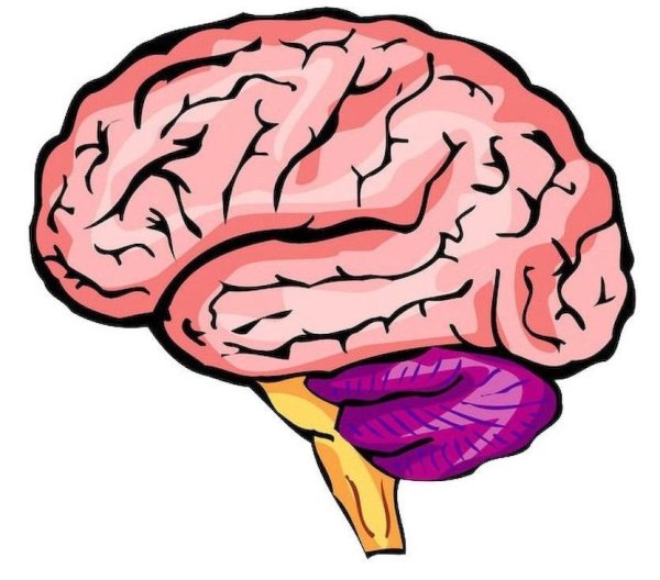 Мозг мультяшный