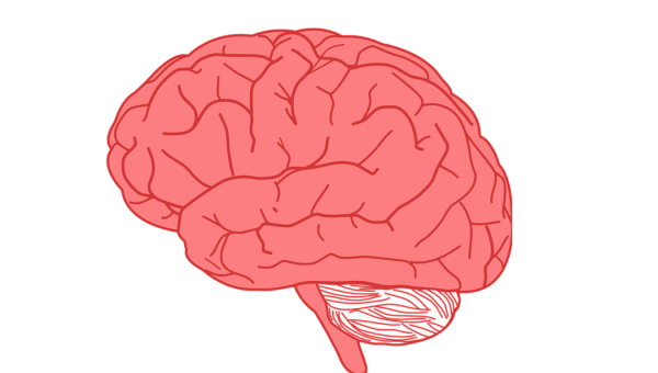 Мозг картинка
