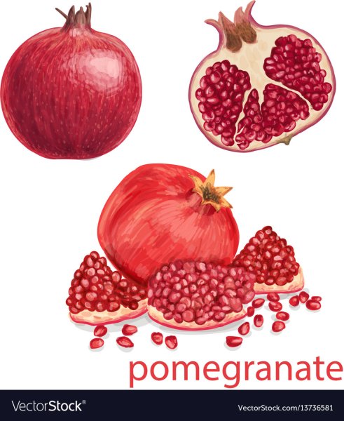 Гранат векторное изображение