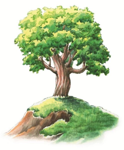 Дуб иллюстрация
