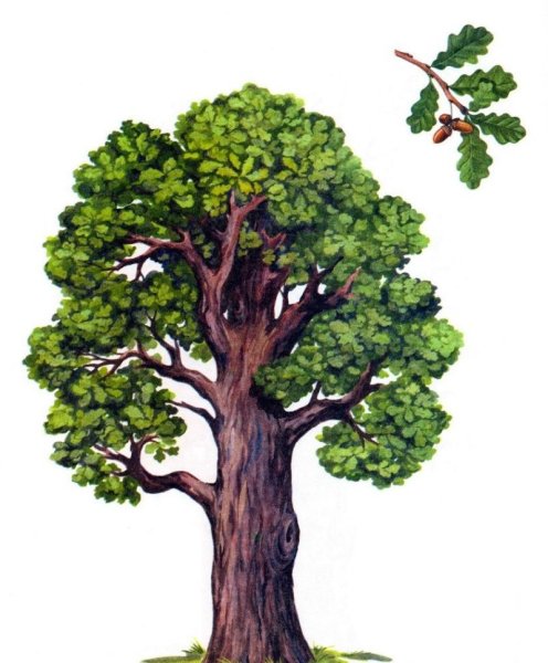 Дуб для детей