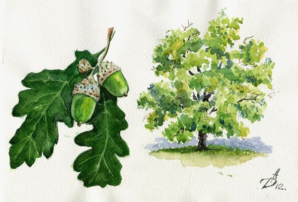 Дуб рисунок