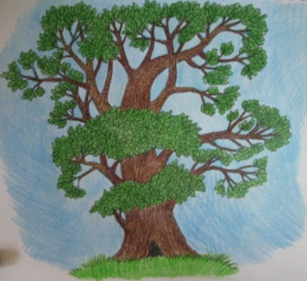 Дуб цветными карандашами