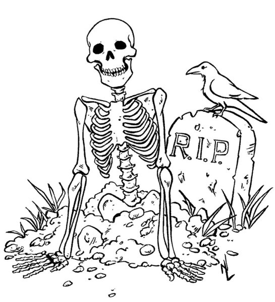 Скелет человека для срисовки