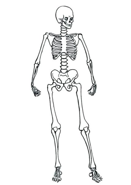 Раскраска скелет