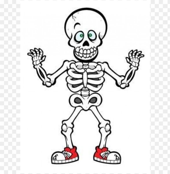 Скелет человека для детей