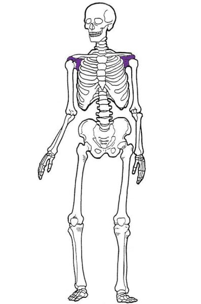 Скелетики для детей
