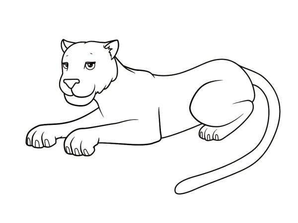 Раскраска пантера