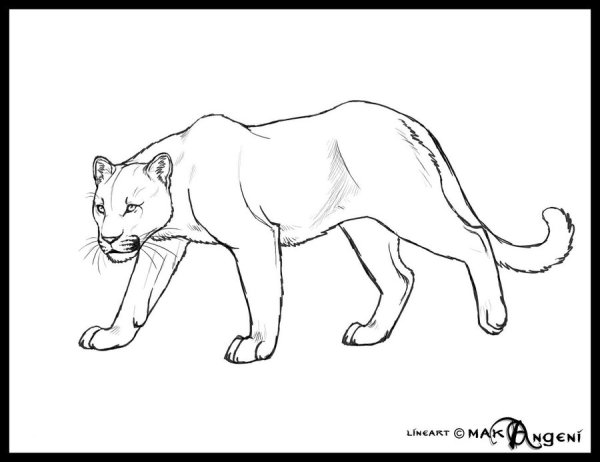 Пантера рисунок для детей
