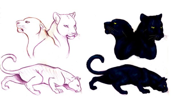 Раскраска пантера