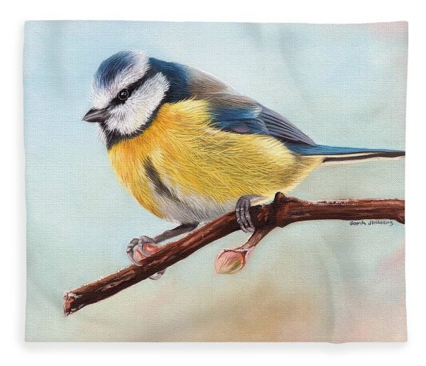 Синица лазоревка рисунок