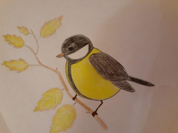 Рисование в подготовительной группе синичка на ветке