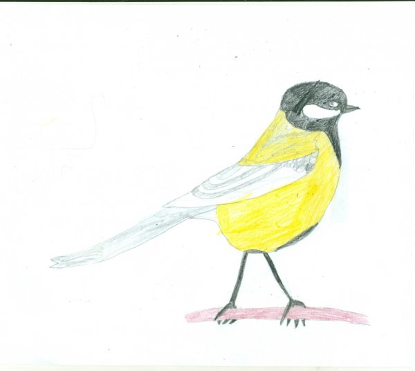 Большая синица детский рисунок