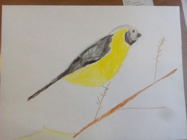 Рисунок синички для 6 летнего