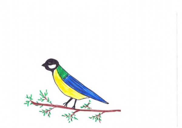 Синичка рисунок для детей карандашом