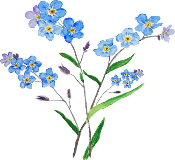 Веточка незабудки