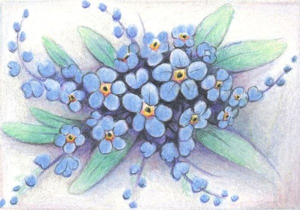 Незабудка карандашом