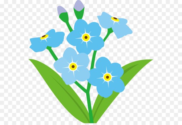 Незабудка рисунок