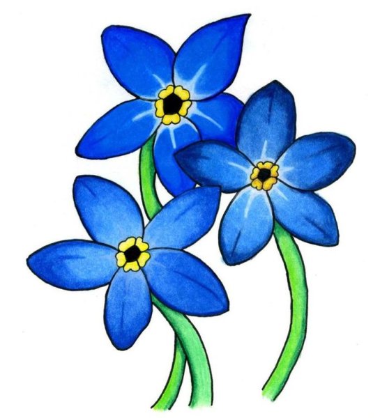 Незабудка карандашом