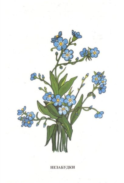 Незабудки рисунок с названием