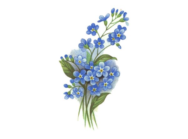 Цветы незабудки