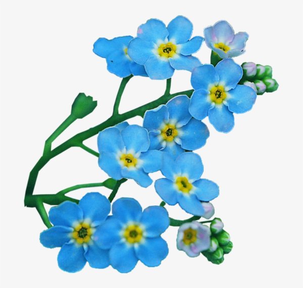 Незабудка цветок на белом фоне