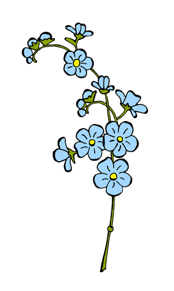 Незабудка мелкоцветковая