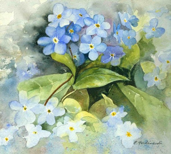 Франц мортедьманс незабудки