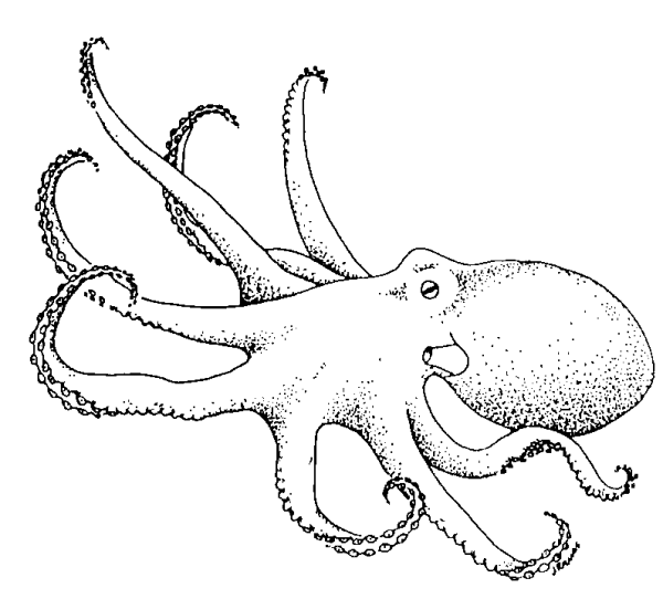 Головоногие моллюски рисунок