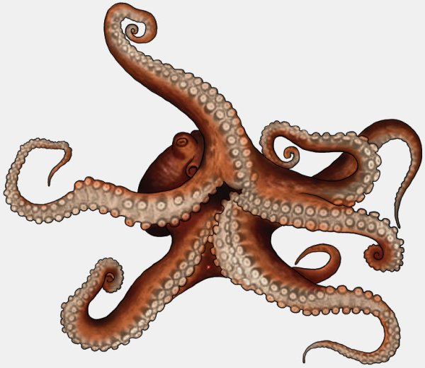 Гидра головоногие