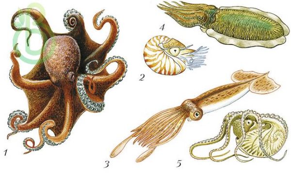 Моллюски головоногие отряды