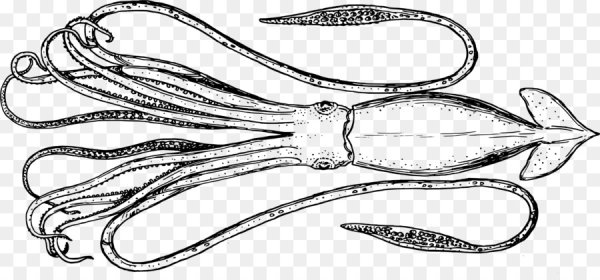 Кальмар вектор