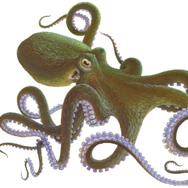 Головоногие моллюски на белом фоне