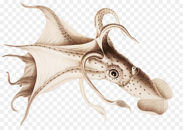 Кальмар и осьминог