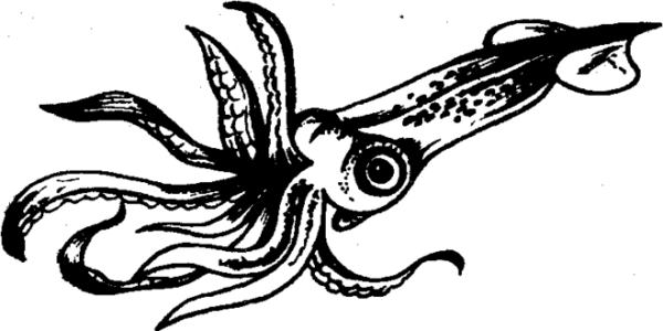 Каракатица рисунок
