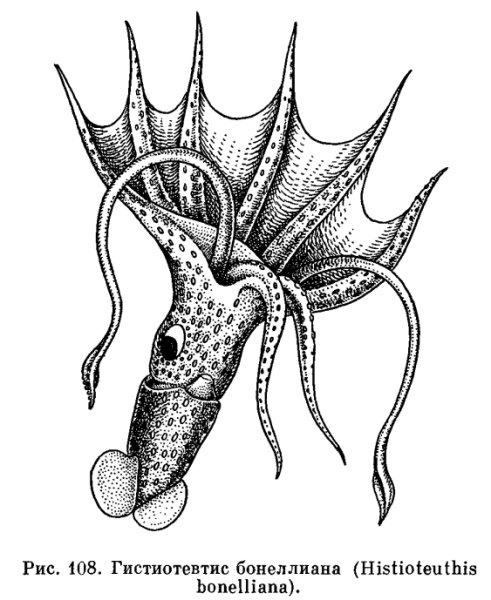Цефалопод кальмар